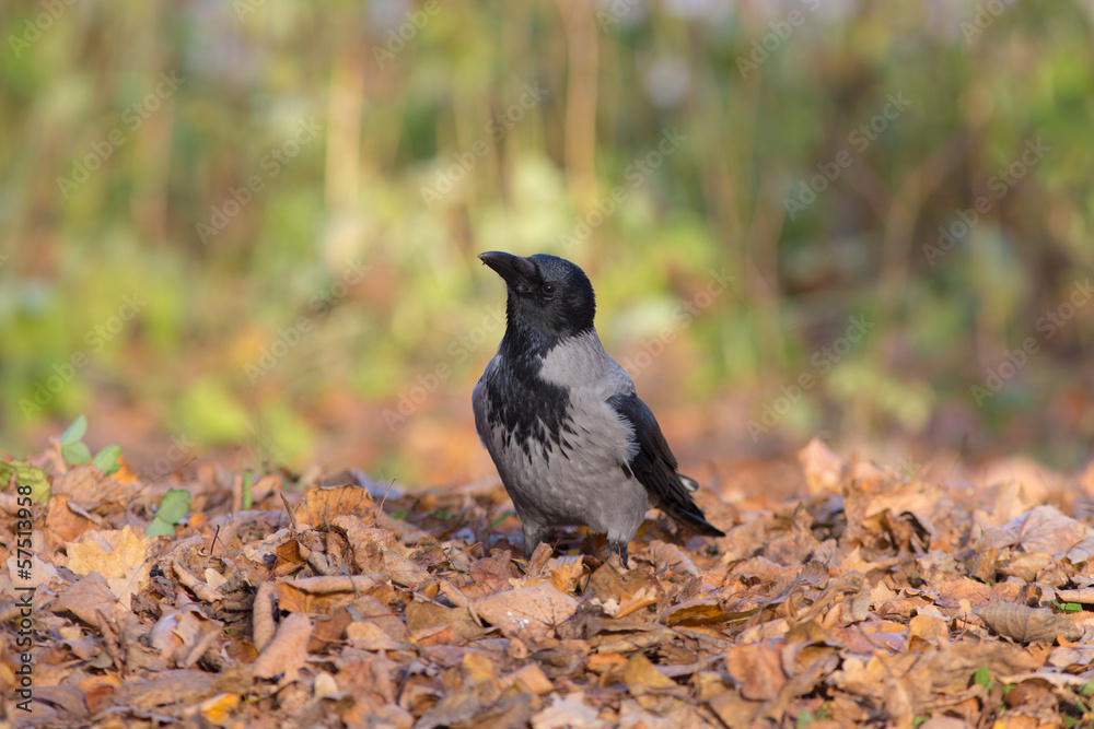crow on the autumn leaves crow on the autumn leaves