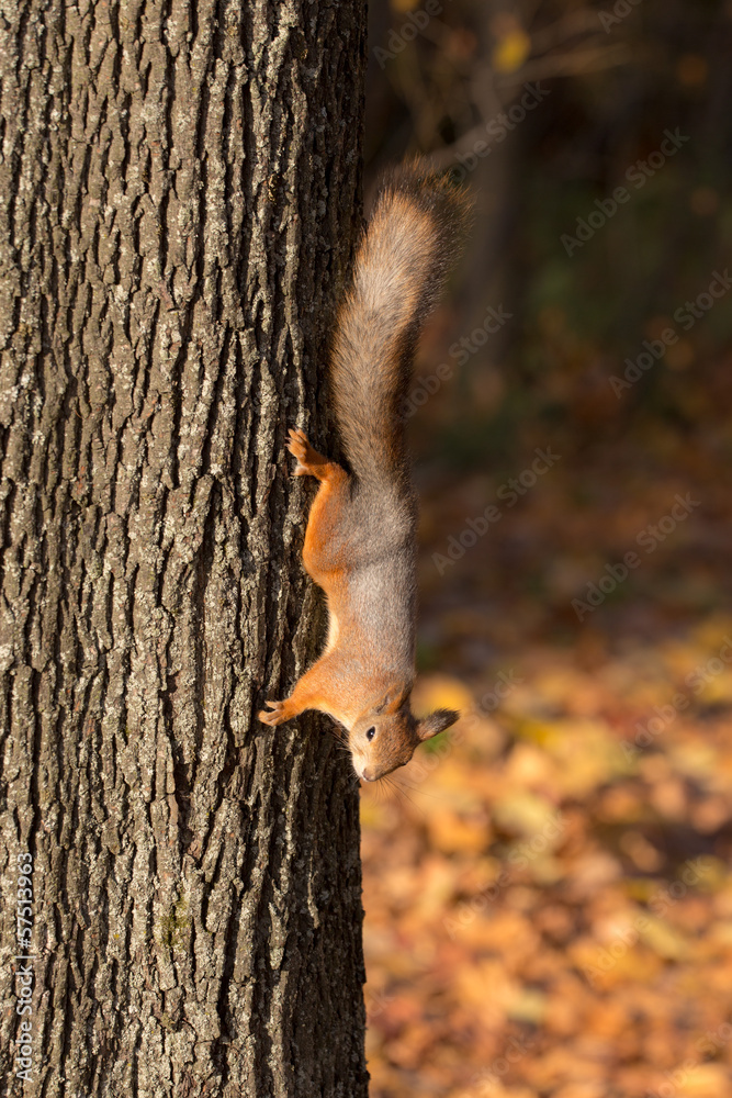 squirrel on a tree trunk