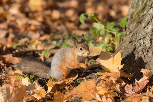 squirrel under the tree