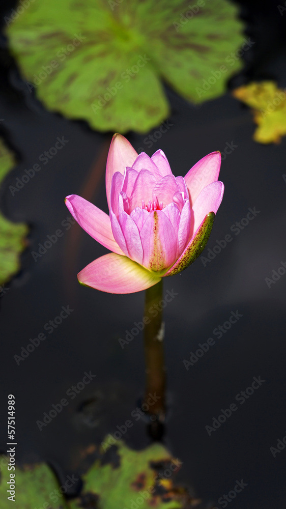 Fototapeta premium pink lotus flower growing upright