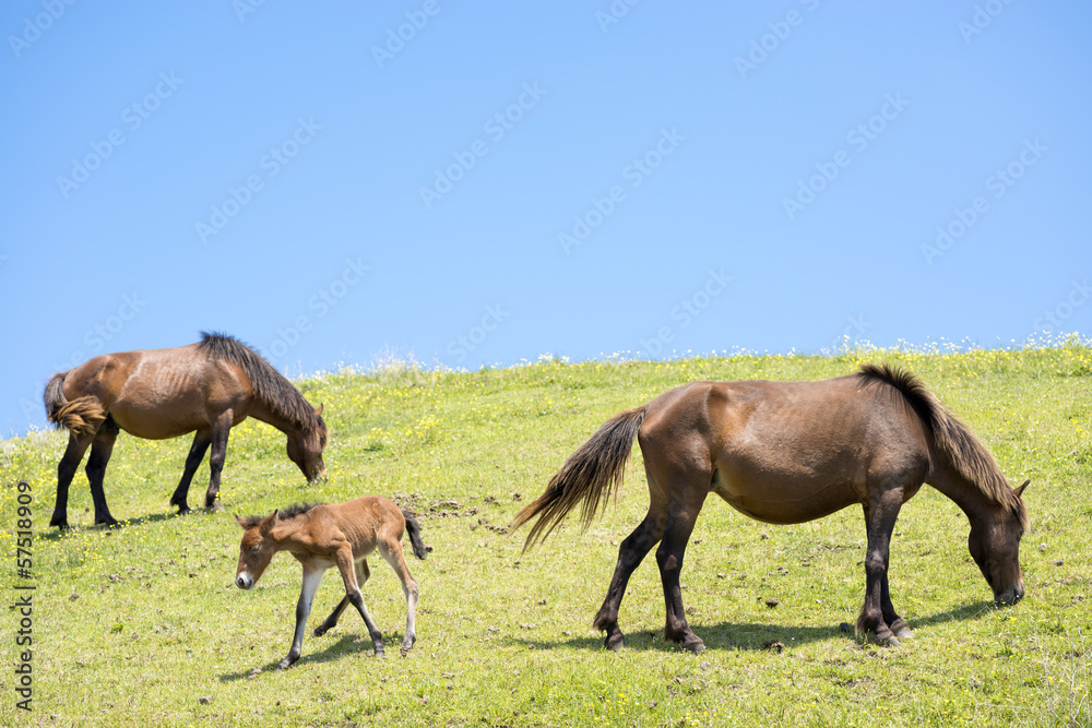 青空の下の都井岬の馬の親子