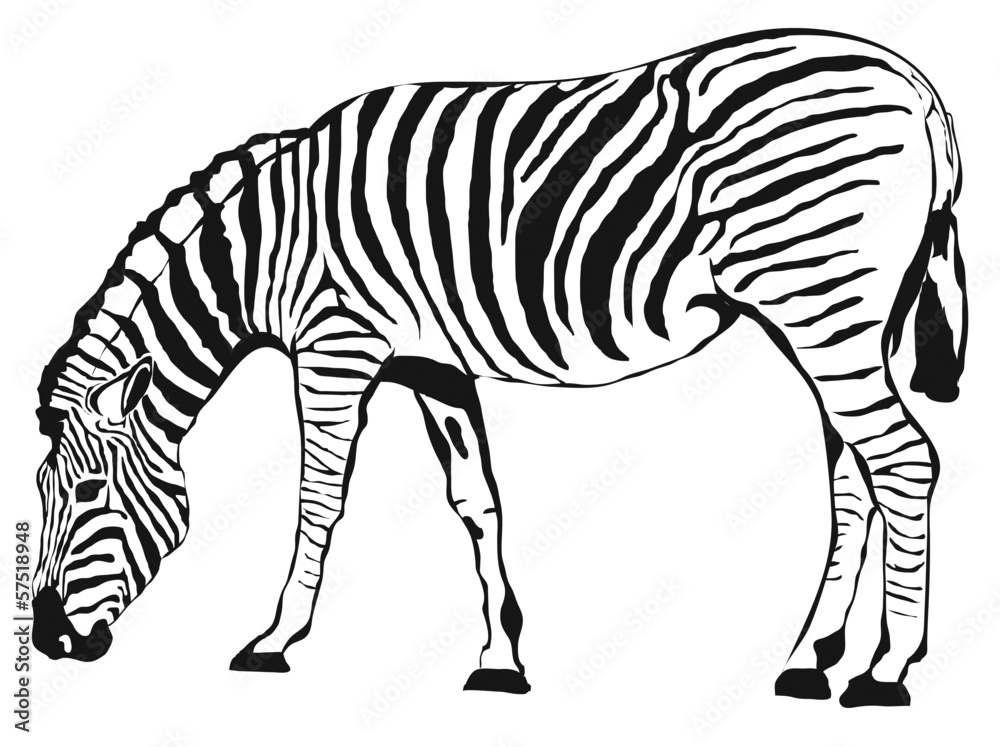 Obraz premium Zebra