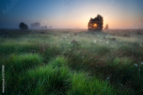 sunrise over marsh with spidernets ans cotton-grass © Olha Rohulya