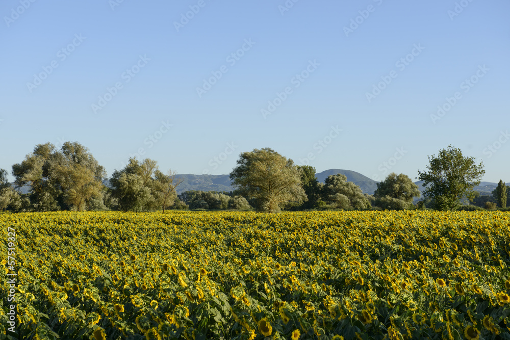 sunflowers fields in the 