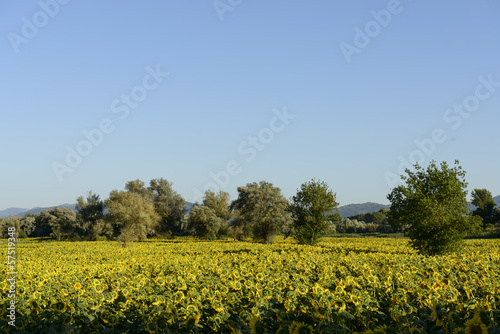 sunflowers fields in the "holy valley" #03, Rieti