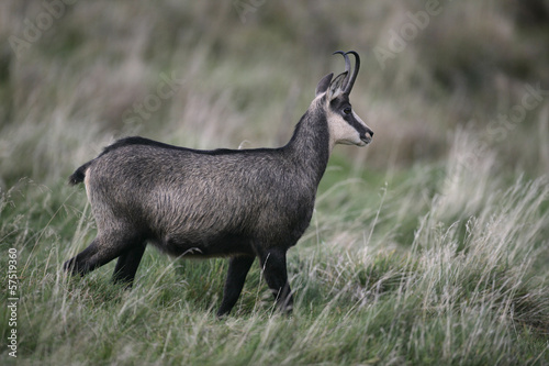 Chamois  Rupicapra rupicapra