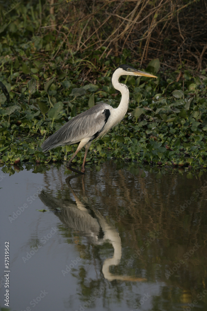 Cocoi heron, Ardea cocoi Cocoi heron, Ardea cocoi