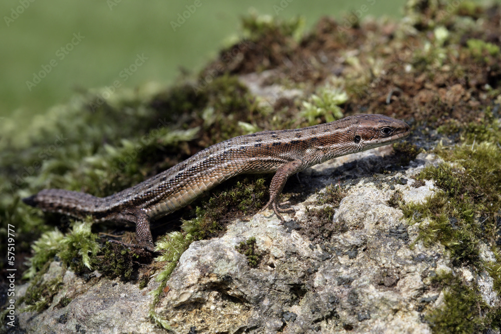 Common Lizard, Lacerta vivipara,