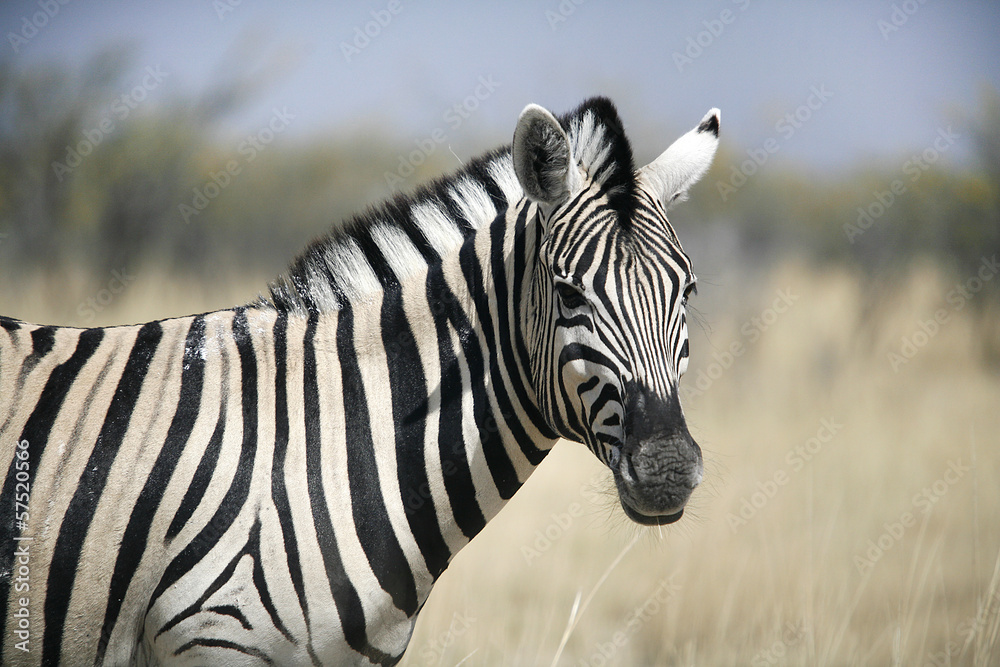 Fototapeta premium Zebra in Etosha in Namibia