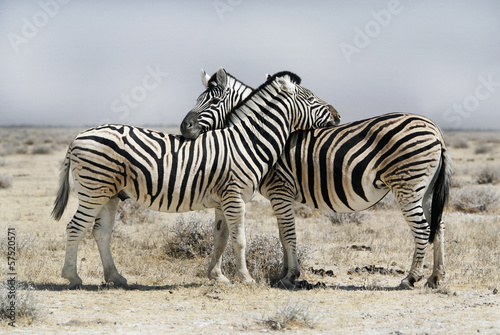 Two zebras in Etosha park in Namibia