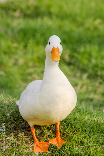 duck