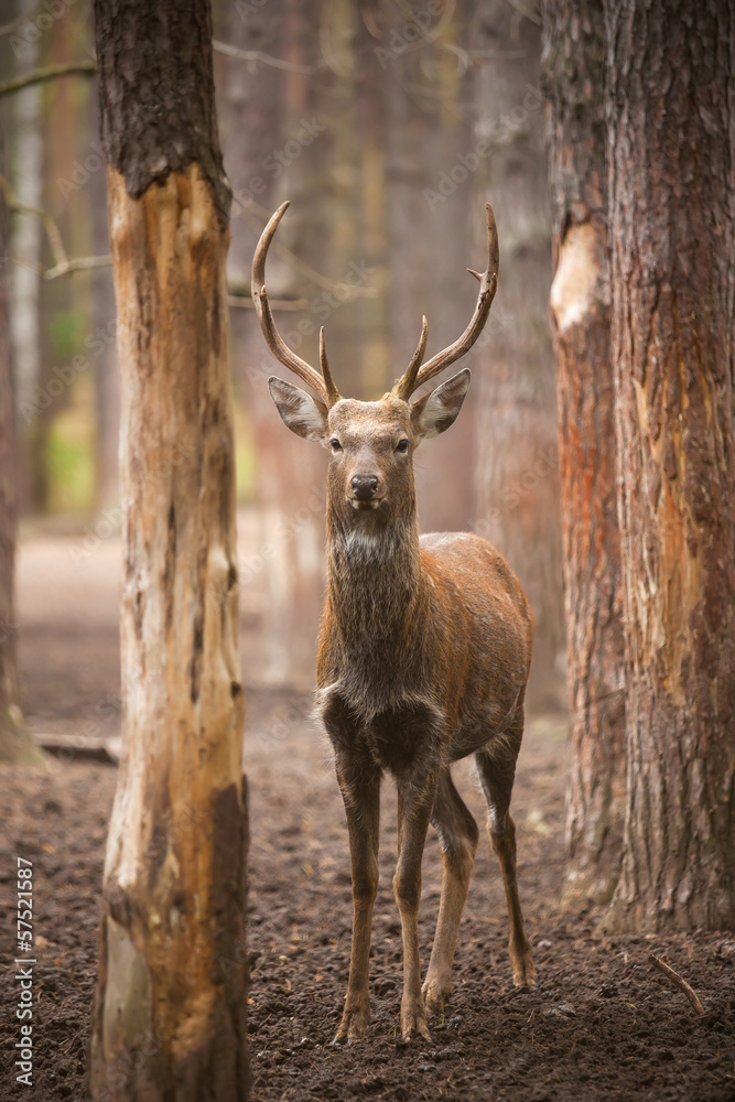 Obraz premium spotty deer