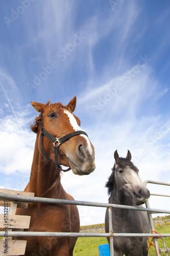 Horses behind fence © Boy