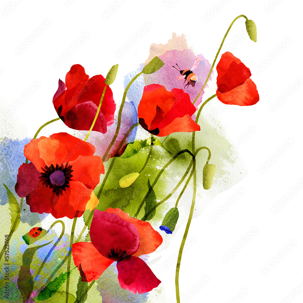 Watercolor poppy Watercolor poppy