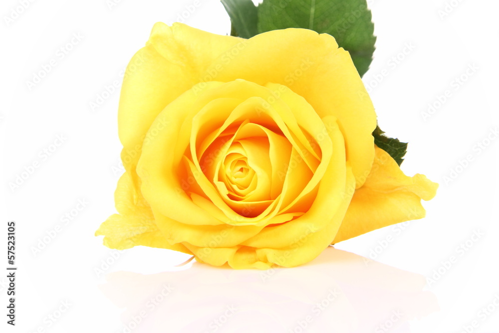 Naklejka premium Yellow rose on white background