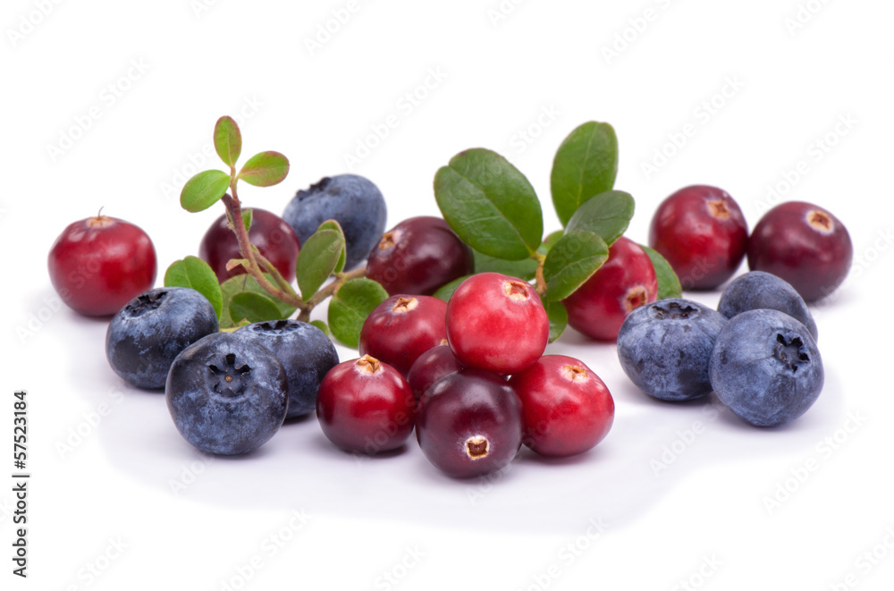 Blueberry and cowberry with green leaflets