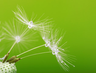 Fotobehang Paardenbloem met waterdruppels Fijne paardenbloemzaadjes in detail  © Alekss