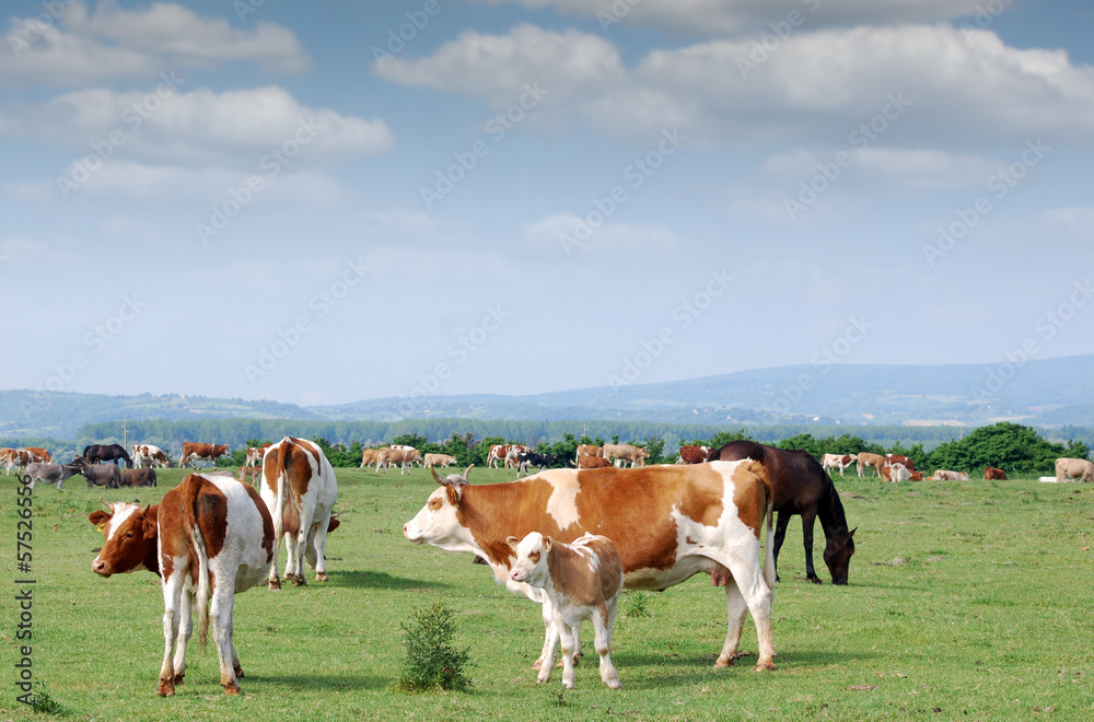 cows and calf on pasture cows and calf on pasture