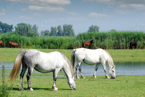 white horses on pasture farm scene