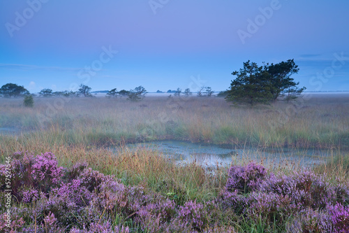 pink flowering heather during misty early morning
