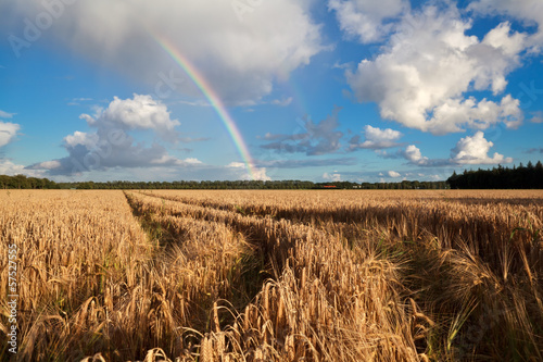 rainbow after summer rain over wheat field