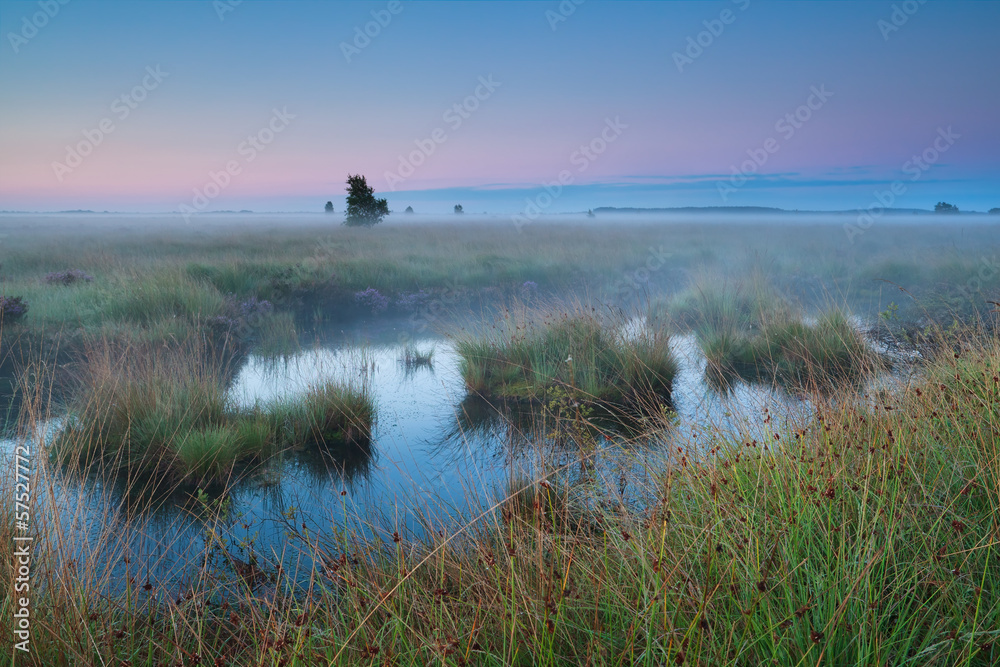 bog during summer sunrise