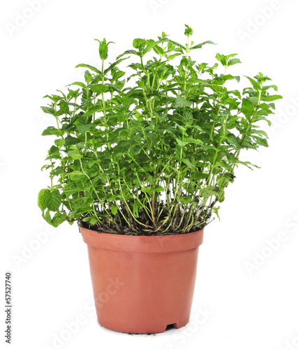 mint plant