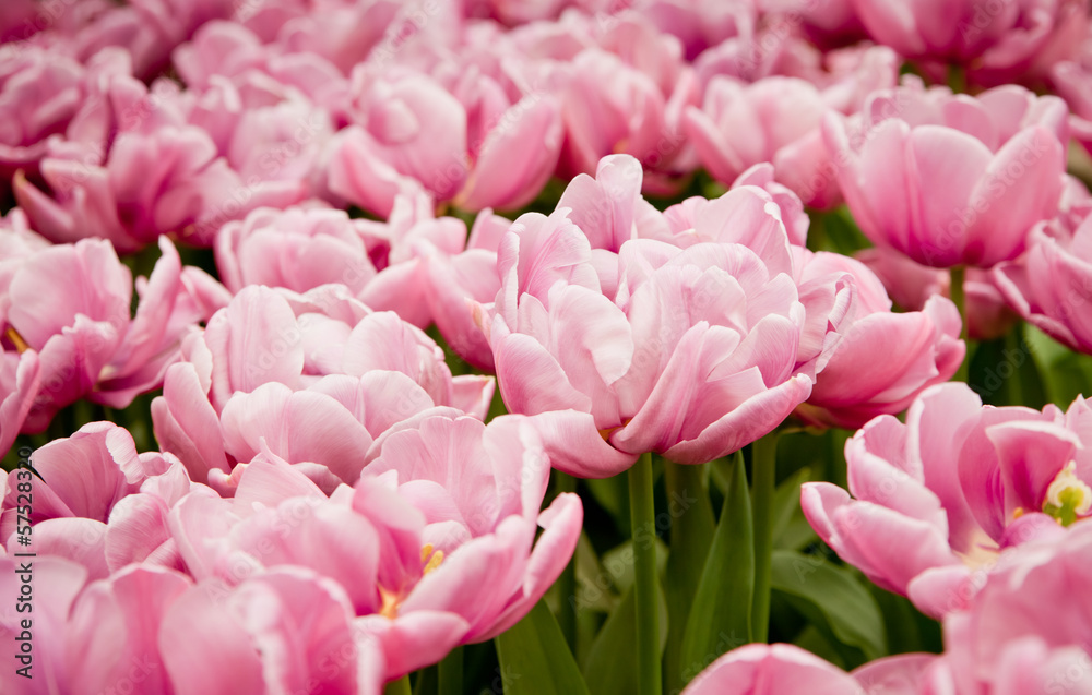 Fototapeta premium colorful tulips.