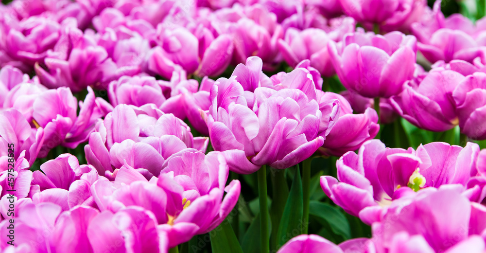 beautiful tulips field. Beautiful spring flowers. background of beautiful tulips field. Beautiful spring flowers. background of