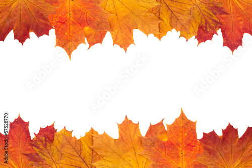 Herbstlaub - wei  er Hintergrund