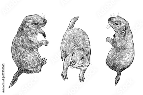 Prairie dog
