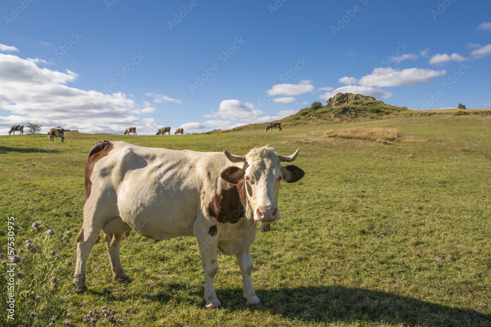 White and brown dairy cow in a green pasture and blue sky