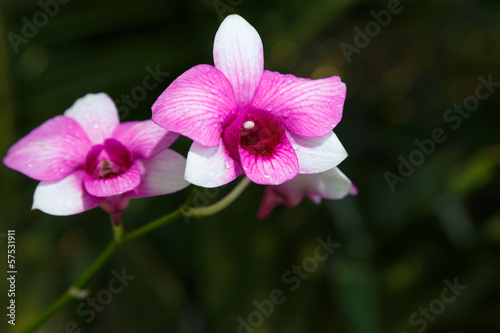 Beautiful purple orchid in graden