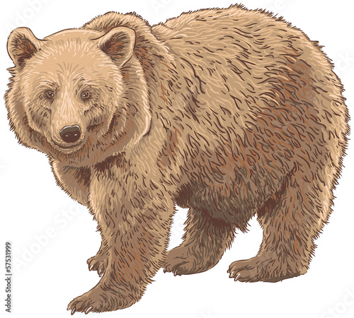 Kodiak Bear