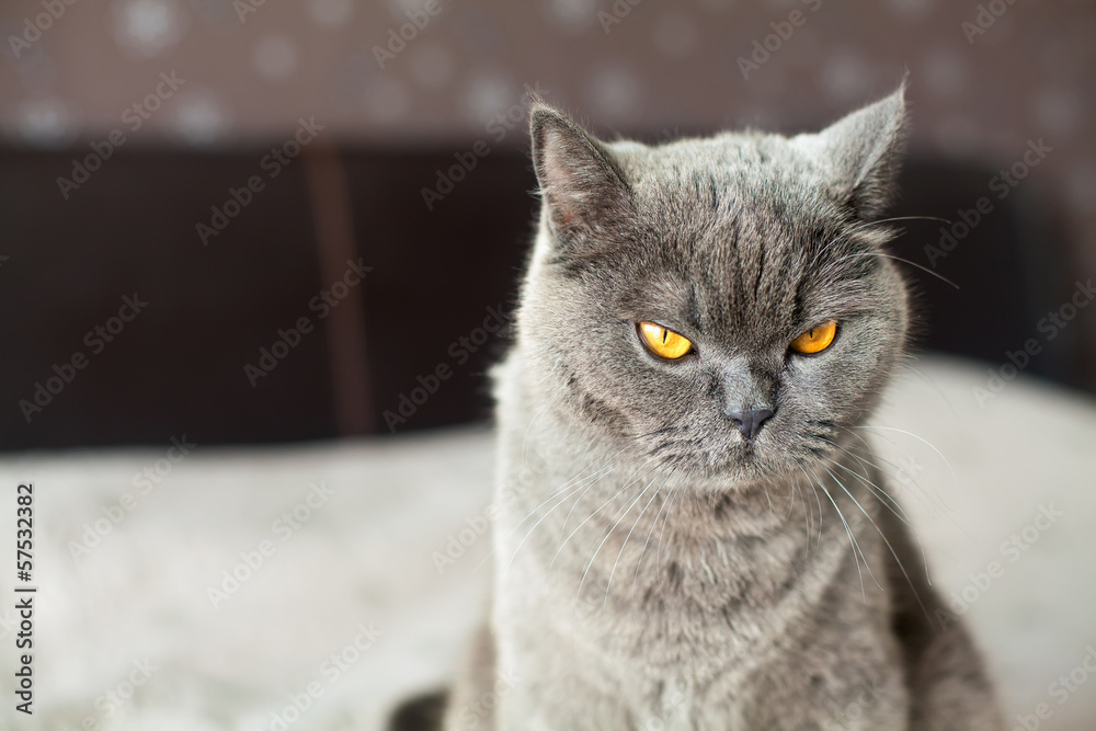 close-up british gray cat