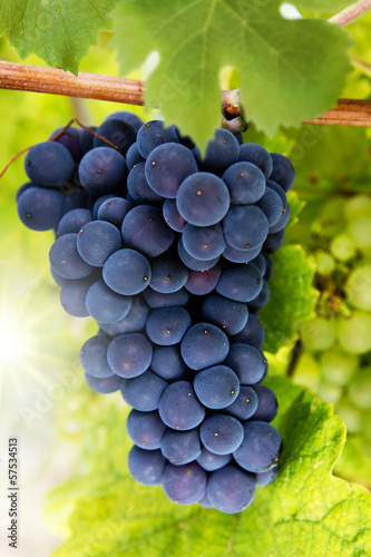 Blaue Weinreben