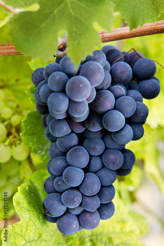 Blaue Weinreben