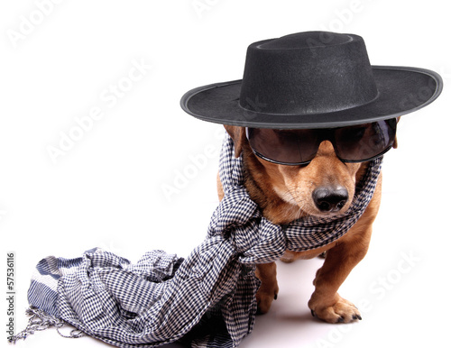 Fototapeta Naklejka Na Ścianę i Meble -  dog and hat