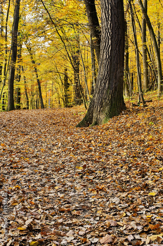 Wald im Herbst