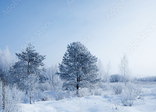 winter landscape © Maya Kruchancova