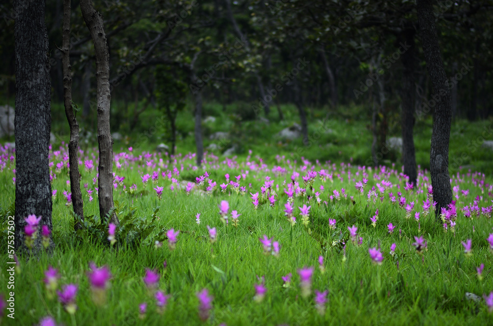 Siam Tulip florescent on the field in the rainy season. Pa Hin Ngam Park , Chaiyaphum province , Thailand. Siam Tulip florescent on the field in the rainy season. Pa Hin Ngam Park , Chaiyaphum province , Thailand.