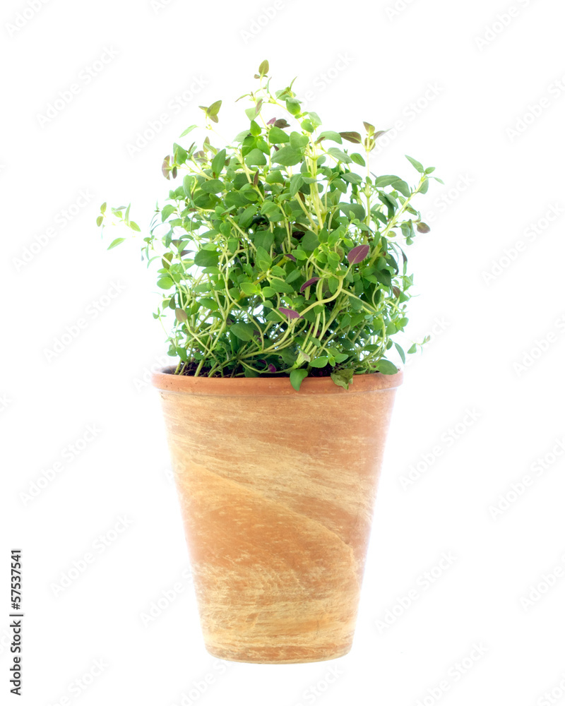 Thyme Thyme