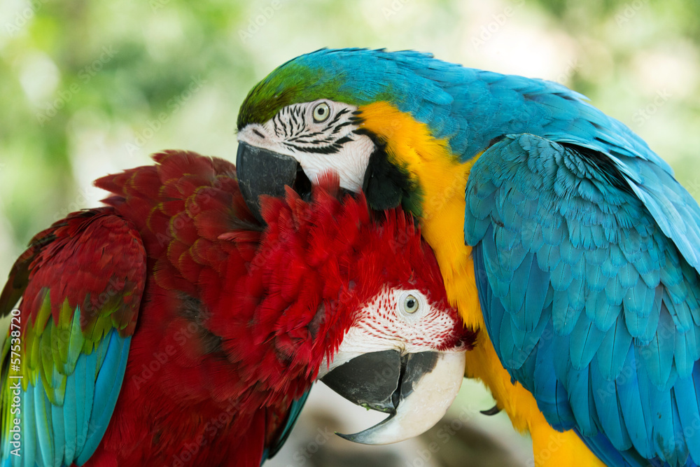Fototapeta premium parrots
