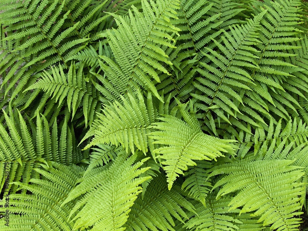 Fern leaves in late spring Fern leaves in late spring