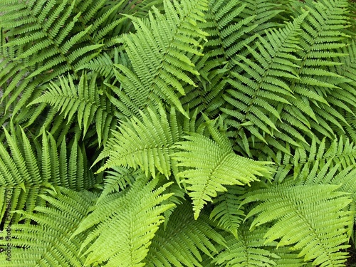 Fern leaves in late spring photo