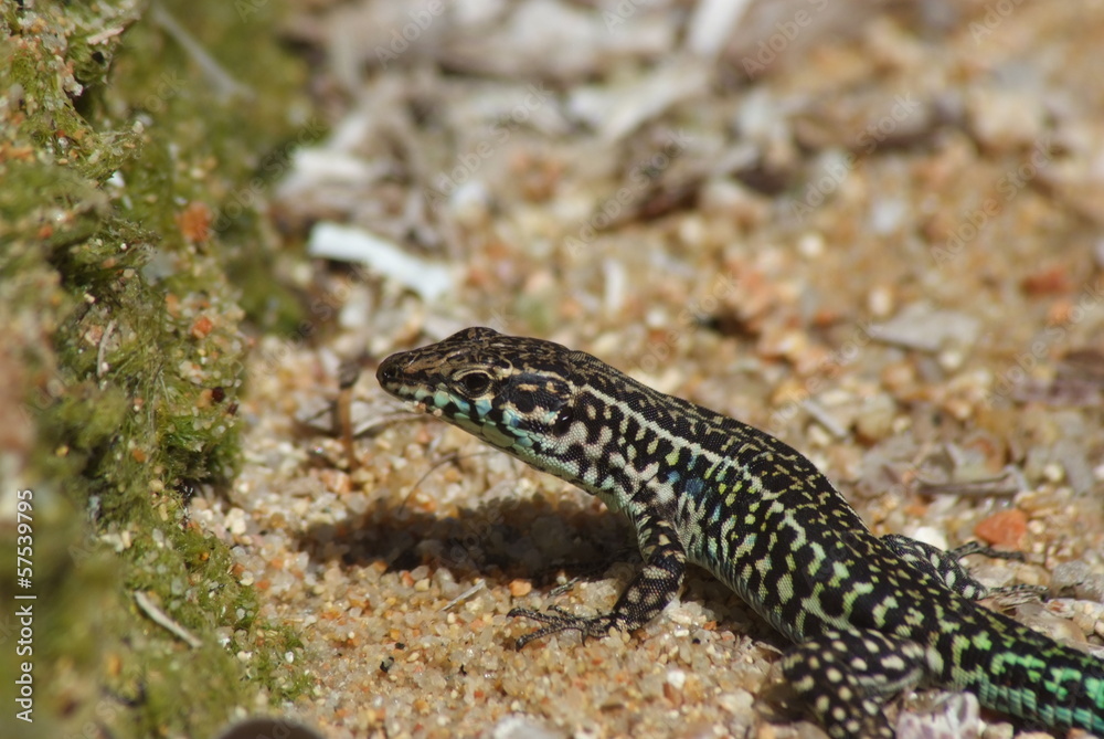 Fototapeta premium rettile