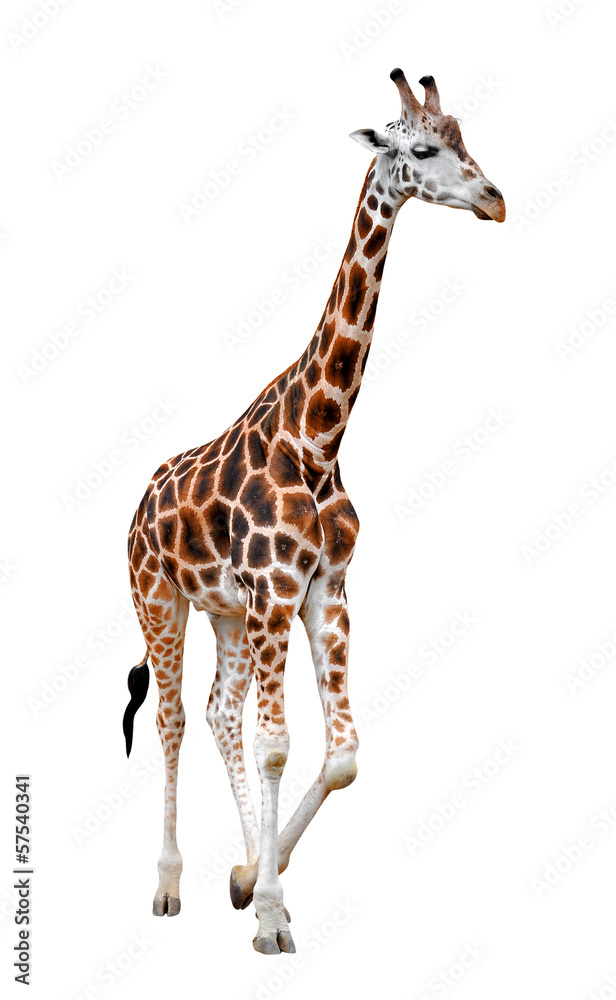 Obraz premium giraffe isolated