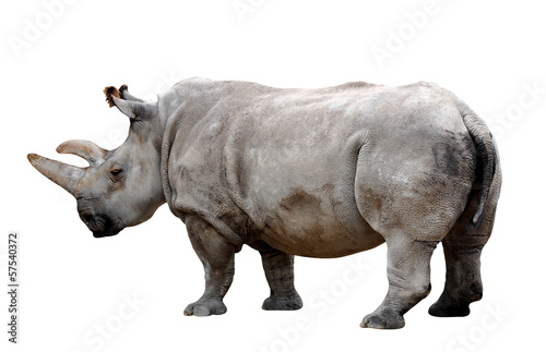 rhino on a white background