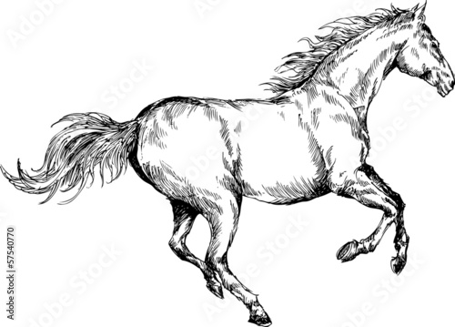 hand drawn horse