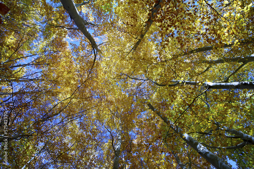 Obraz premium beech forest